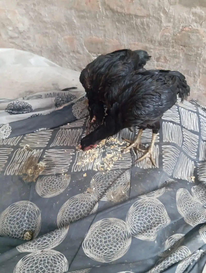 2 aseel Thai female for sale healthy and active egg leaving — photo 8