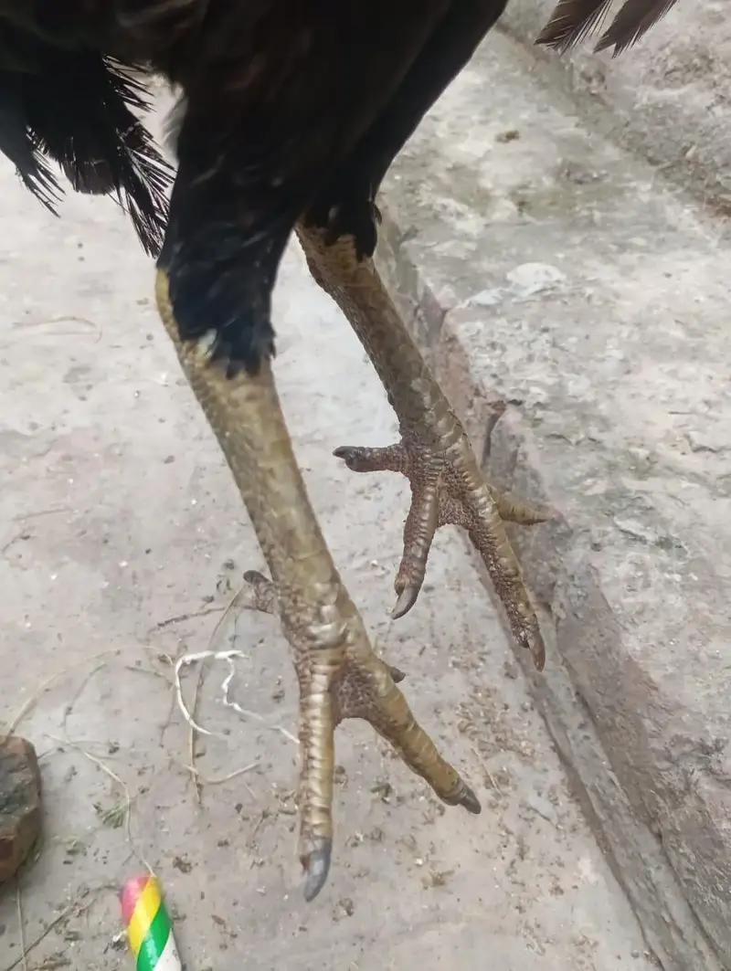 2 aseel Thai female for sale healthy and active egg leaving — photo 9