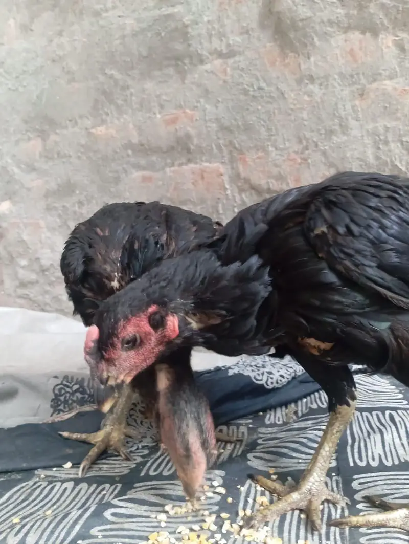 2 aseel Thai female for sale healthy and active egg leaving — photo 10