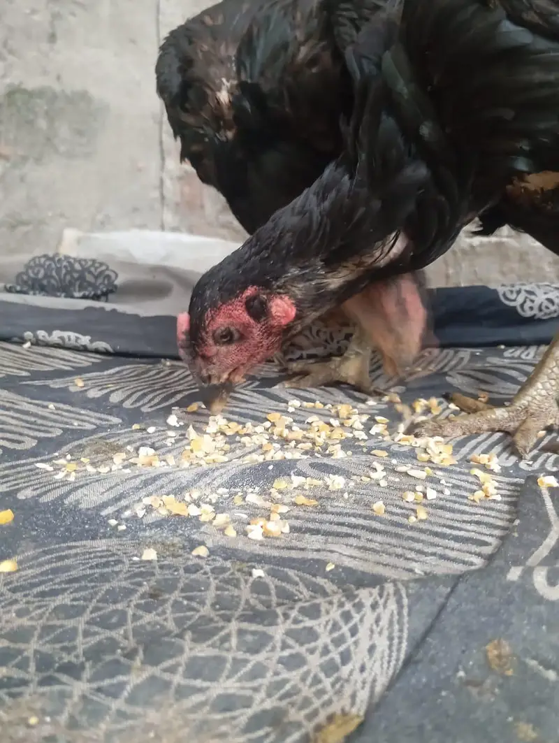 2 aseel Thai female for sale healthy and active egg leaving — photo 11