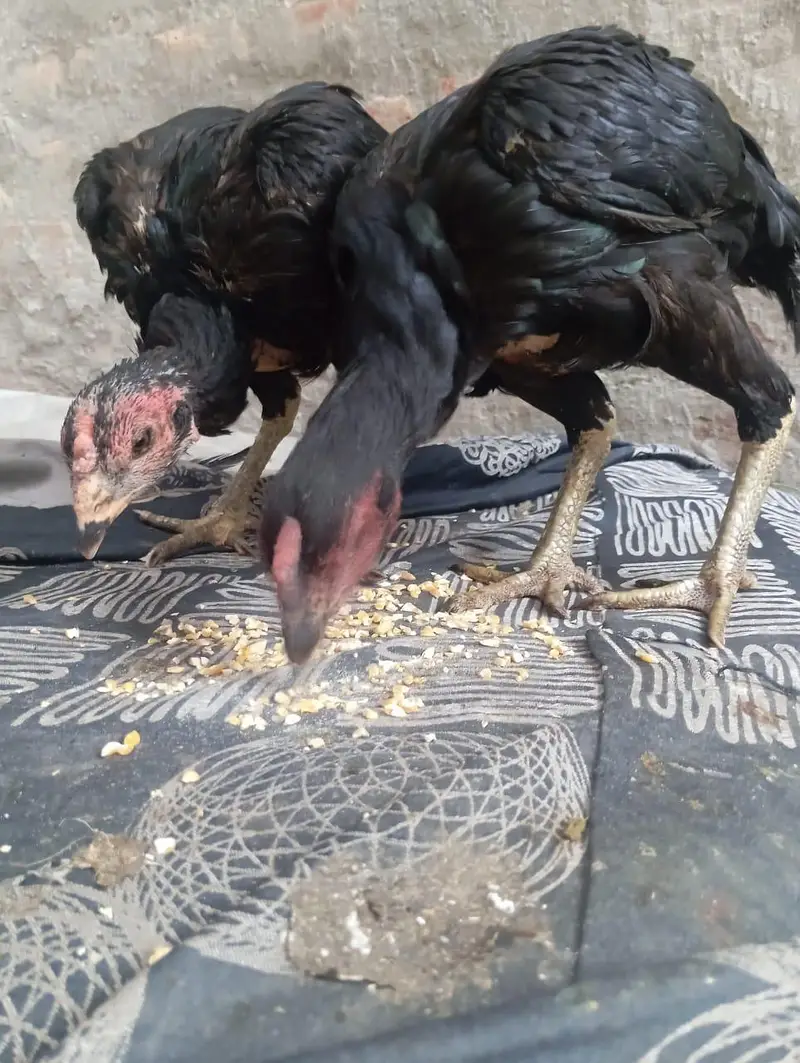 2 aseel Thai female for sale healthy and active egg leaving — photo 12