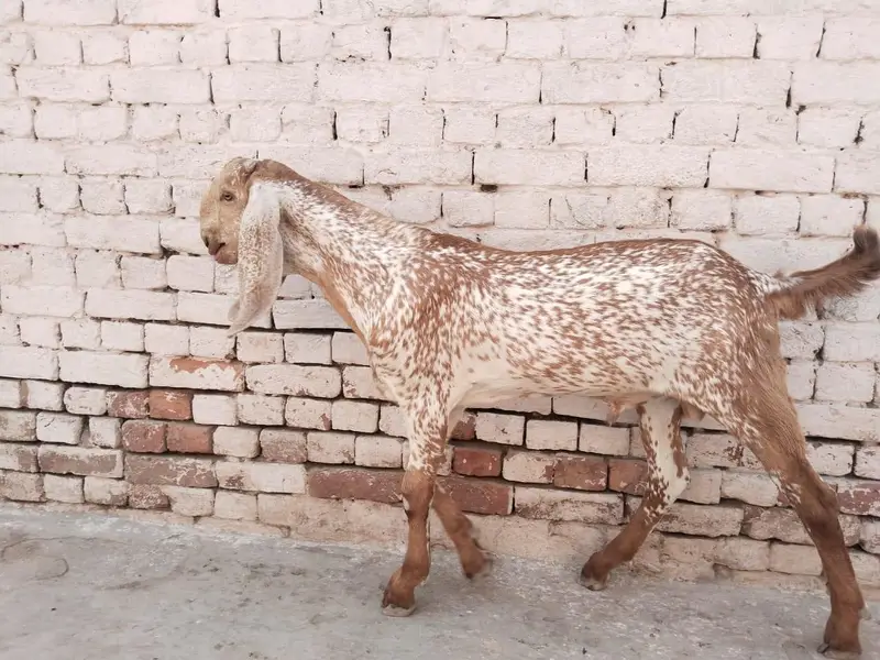 desi Bakra for Sale Call  03490704921 — photo 2