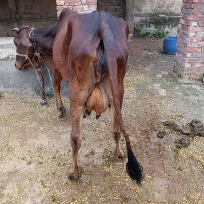 2sra sua taza cow milk 8 kg Sath wachi