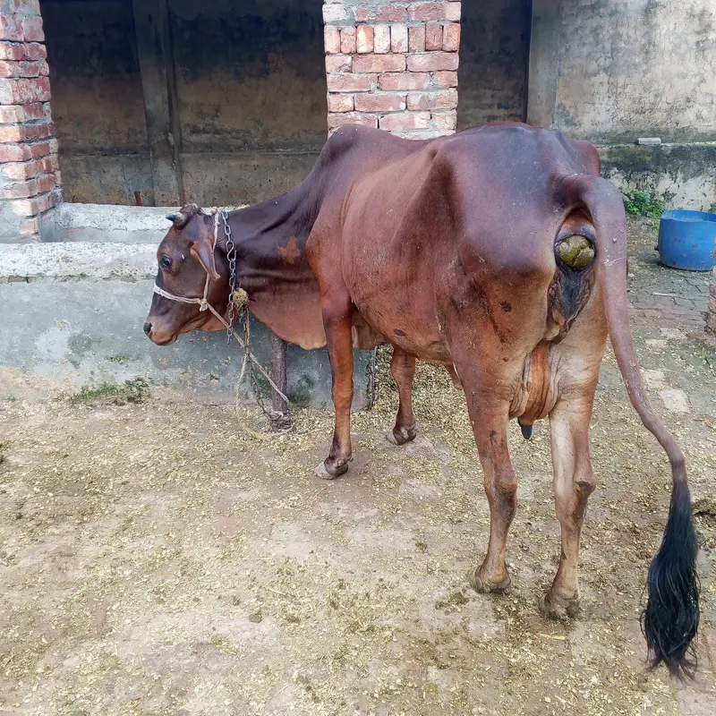 2sra sua taza cow milk 8 kg Sath wachi — photo 2