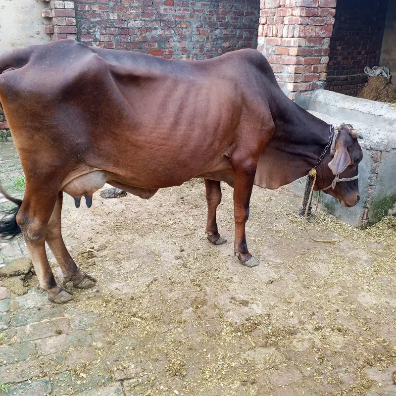 2sra sua taza cow milk 8 kg Sath wachi — photo 3