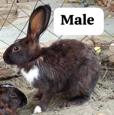 1 MALE AND 2 FEMALES RABBITS FOR SALE. . .