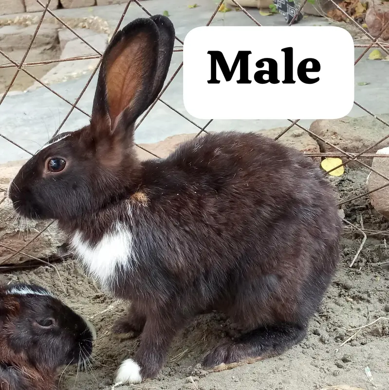 1 MALE AND 2 FEMALES RABBITS FOR SALE. . .