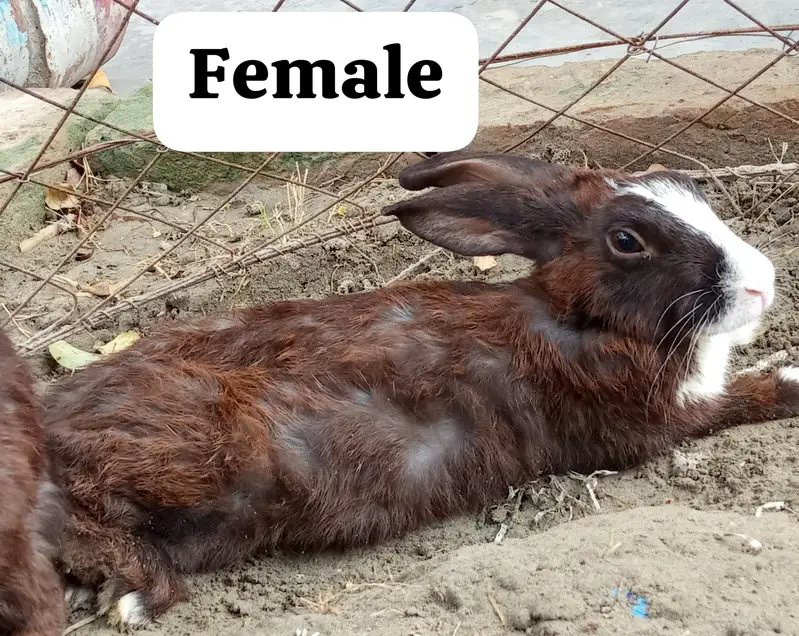 1 MALE AND 2 FEMALES RABBITS FOR SALE. . . — photo 2