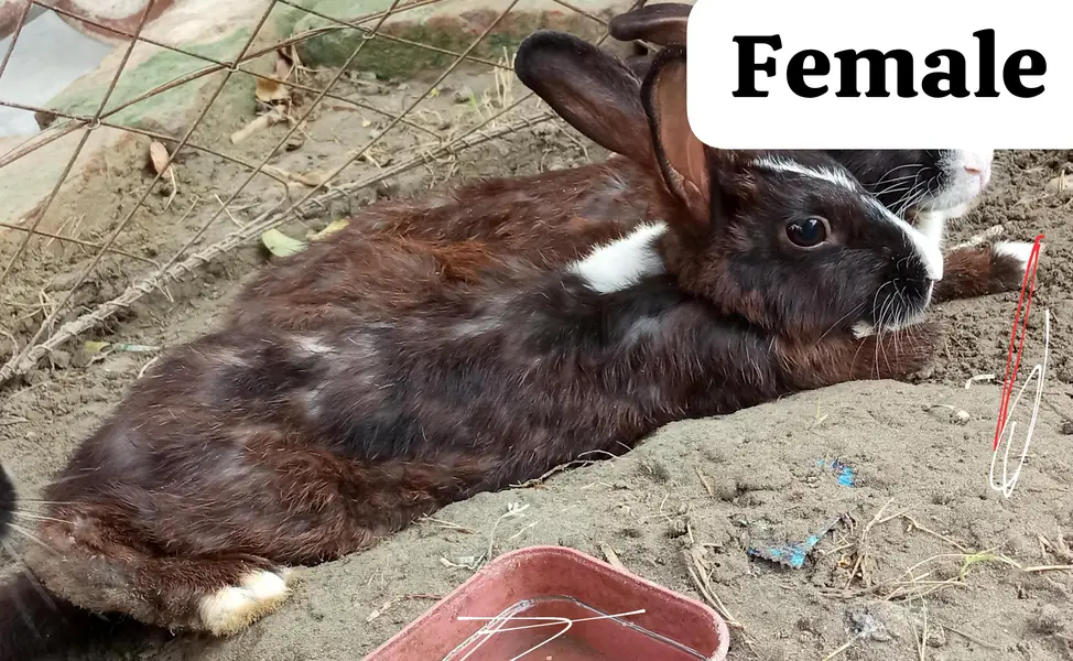 1 MALE AND 2 FEMALES RABBITS FOR SALE. . . — photo 3
