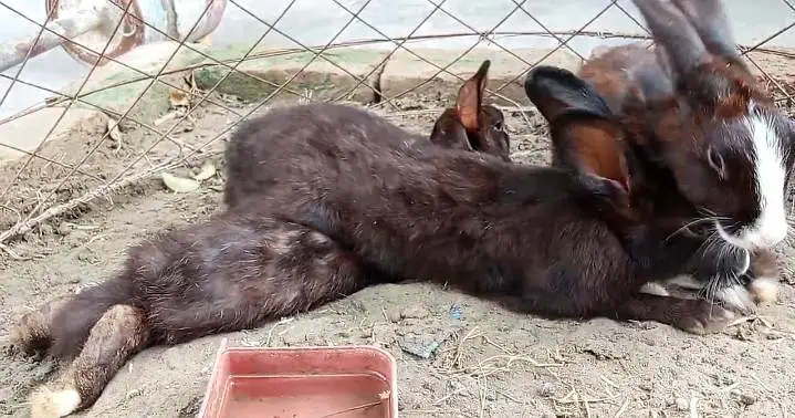 1 MALE AND 2 FEMALES RABBITS FOR SALE. . . — photo 4