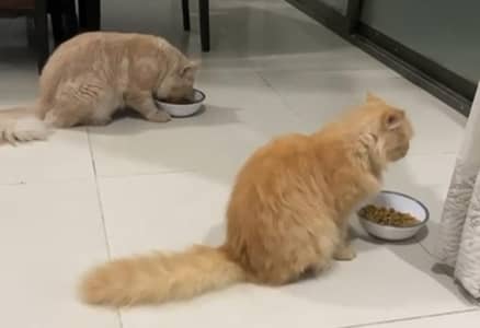 Persian cat