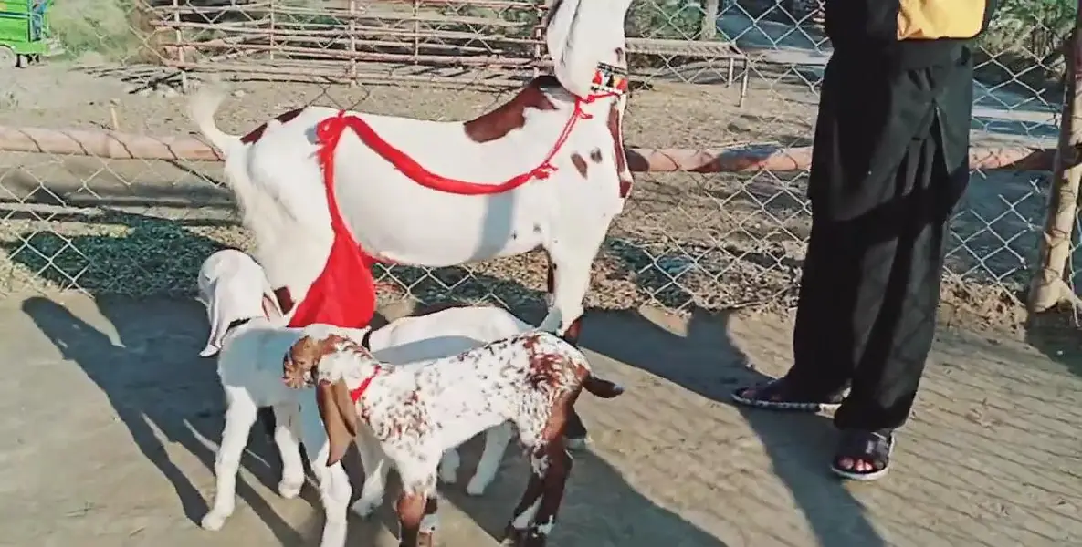 desi Bakri for Sale Mashallah Call  03490704921 — photo 3