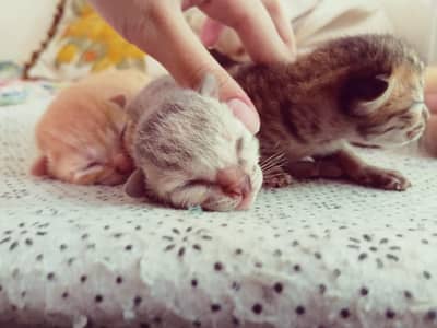 cute kittens/500 only