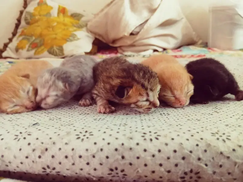 cute kittens/500 only — photo 2