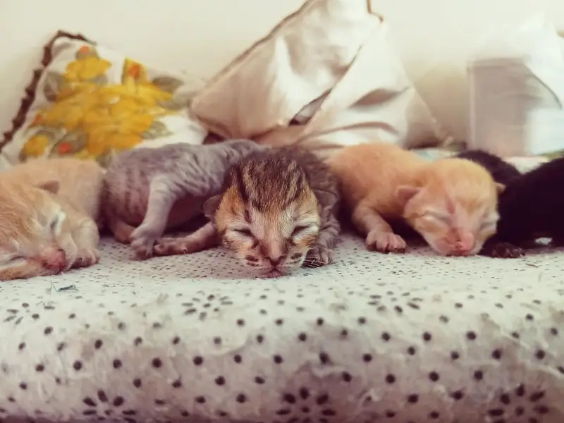 cute kittens/500 only — photo 3