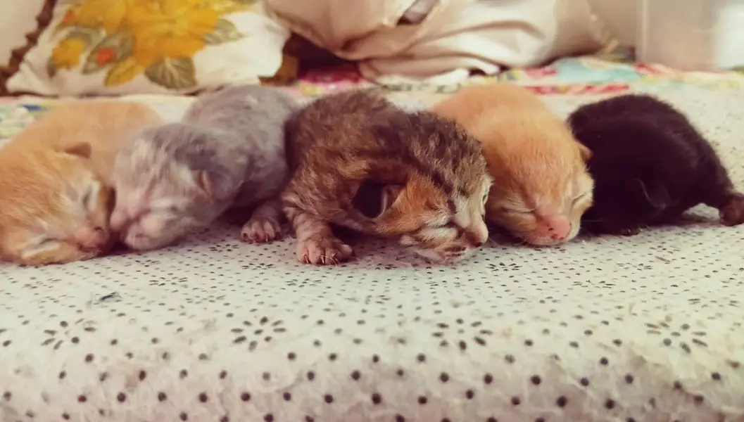 cute kittens/500 only — photo 4