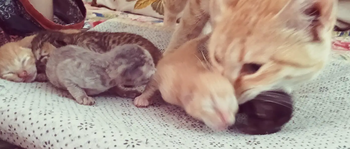 cute kittens/500 only — photo 5