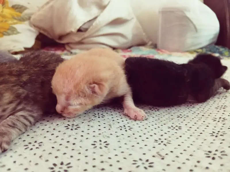cute kittens/500 only — photo 6