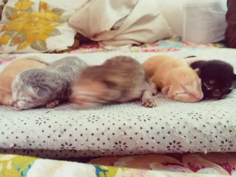 cute kittens/500 only — photo 7