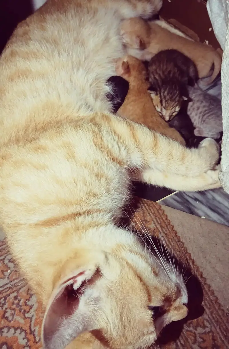 cute kittens/500 only — photo 8
