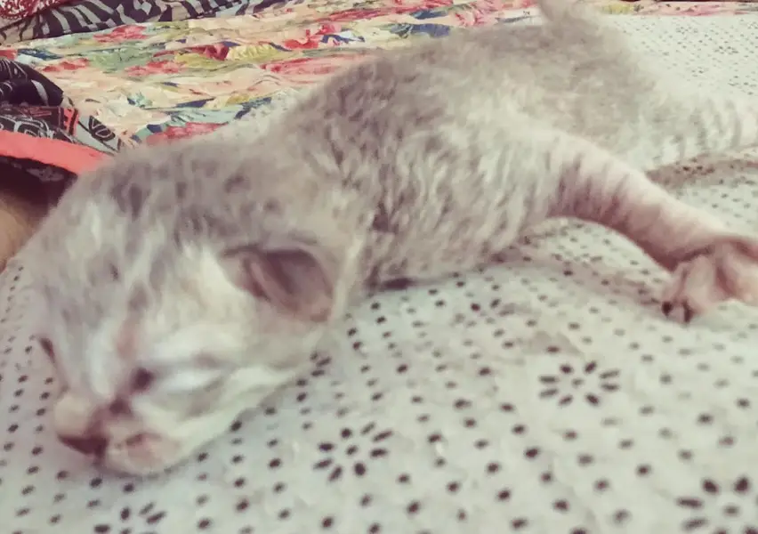 cute kittens/500 only — photo 9
