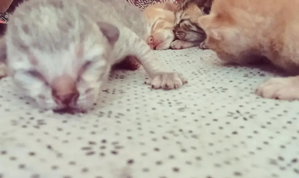 cute kittens/500 only — photo 10