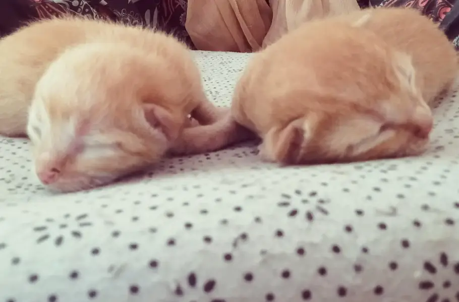 cute kittens/500 only — photo 11