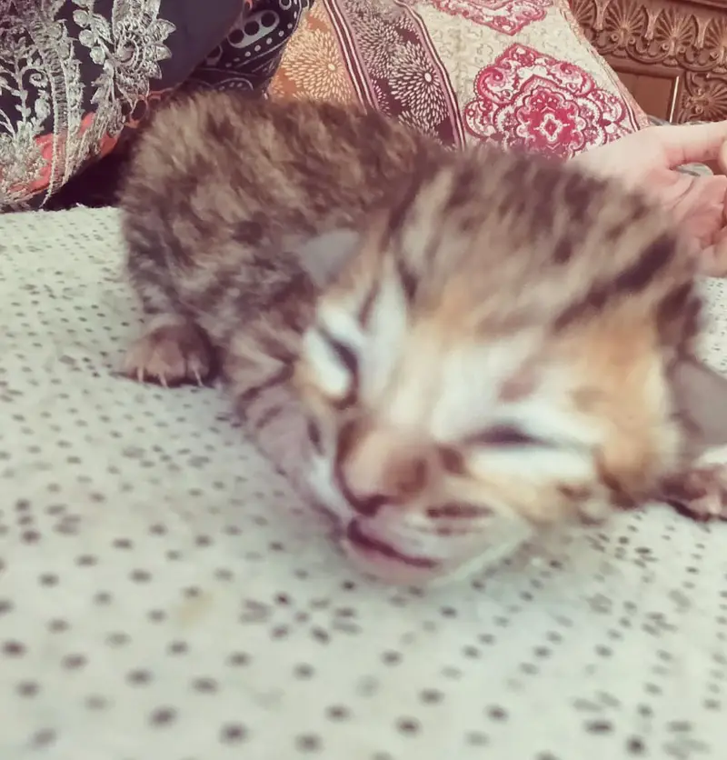 cute kittens/500 only — photo 12