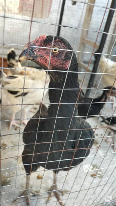 Pure Black Aseel Murgi (Mushki) For Sale - Heavy Breed