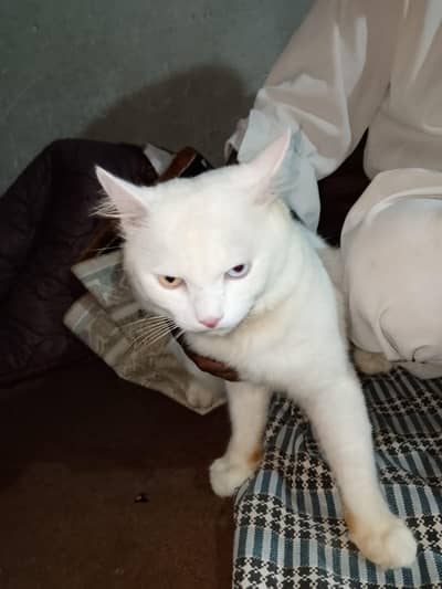 Double Code Cat Perian