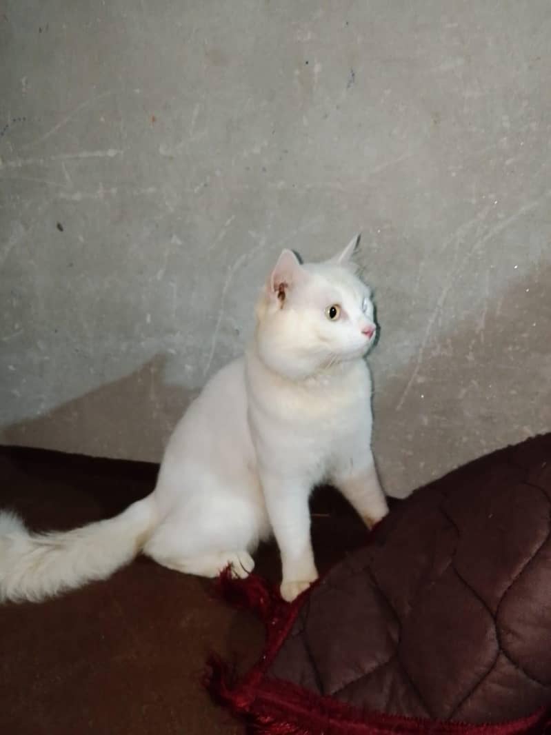 Double Code Cat Perian 1