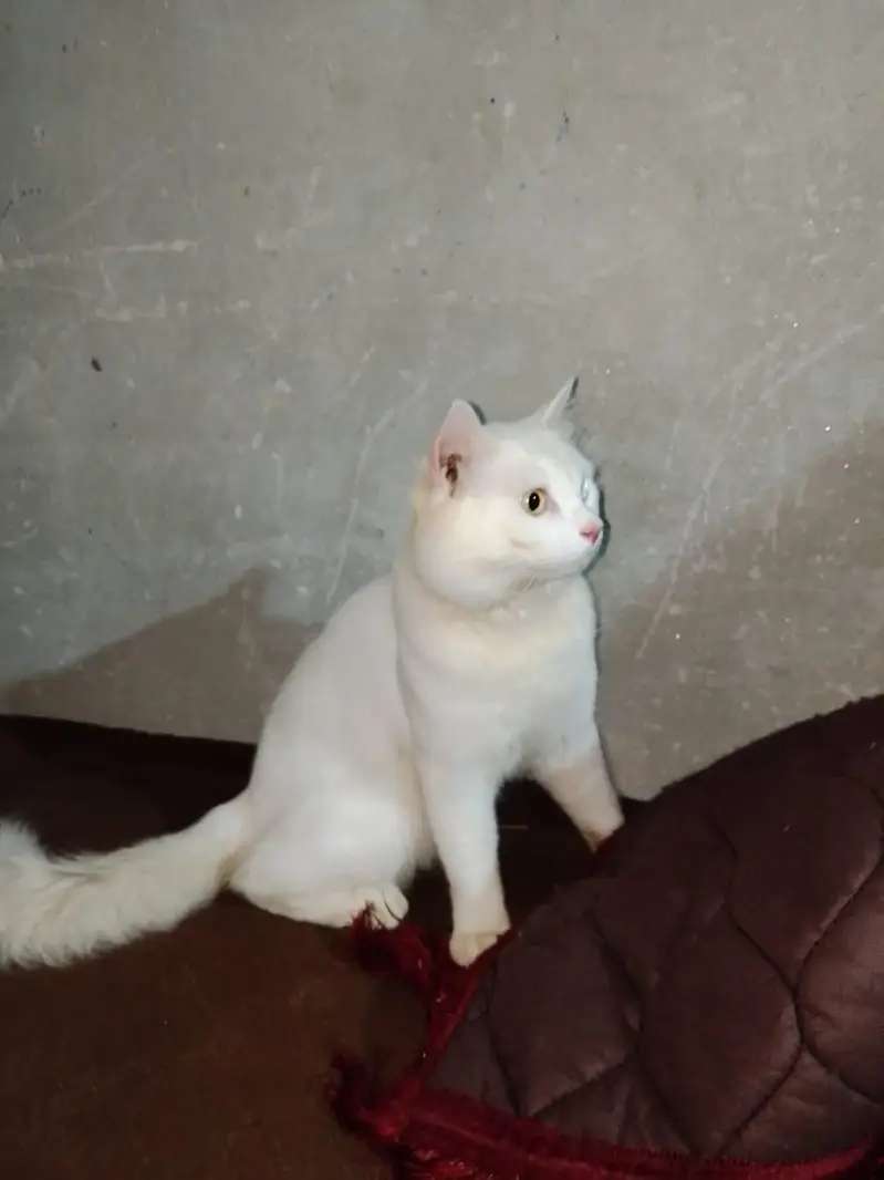 Double Code Cat Perian — photo 2