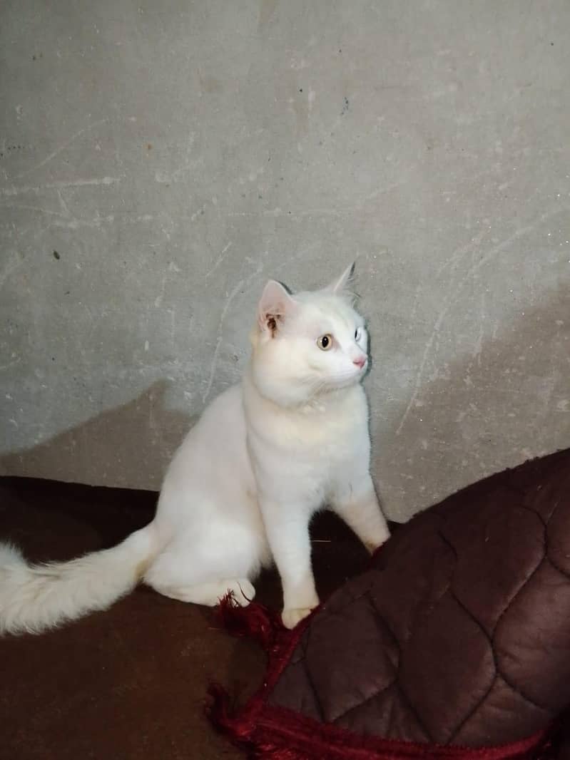 Double Code Cat Perian 2