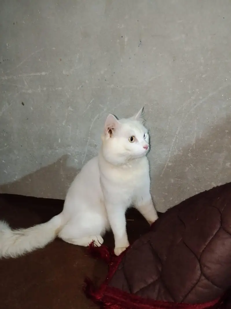 Double Code Cat Perian — photo 3