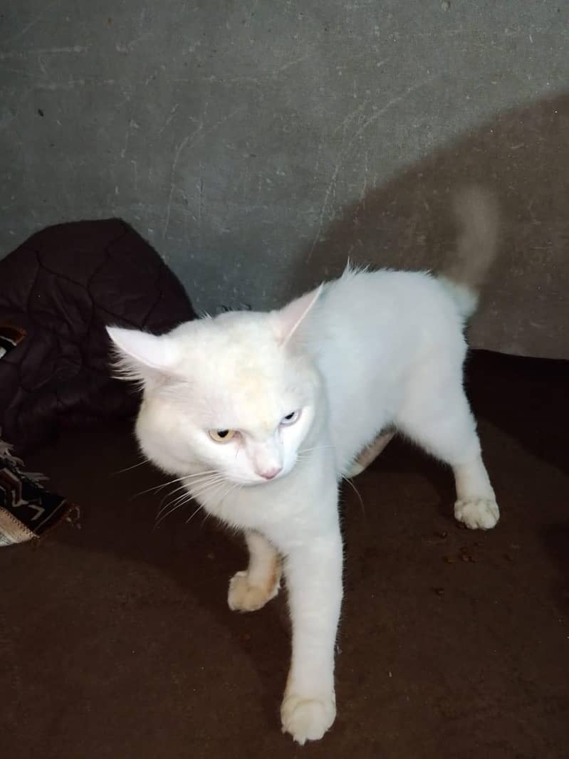 Double Code Cat Perian 3