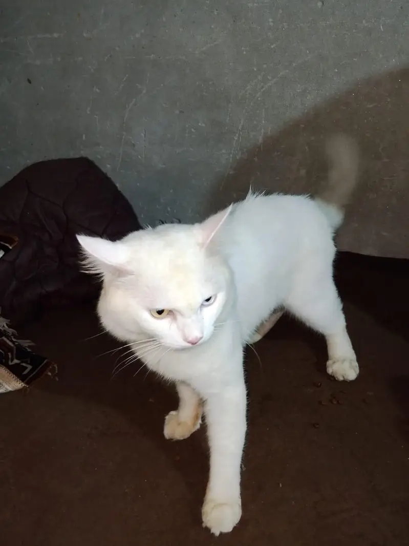 Double Code Cat Perian — photo 4