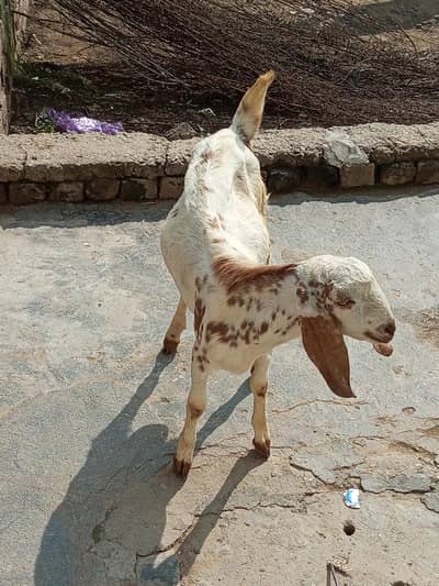 Beautiful Male Bakra For sale.