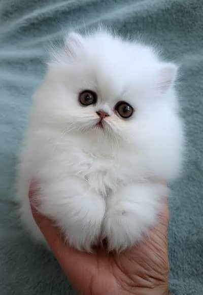 CUTE PLAYFUL PERSIAN KITTENS