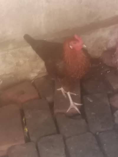 Desi Hen for eggs