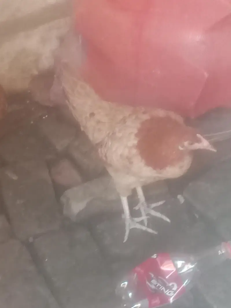 Desi Hen for eggs — photo 2
