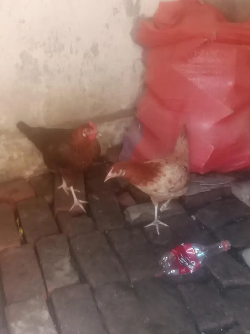 Desi Hen for eggs — photo 3