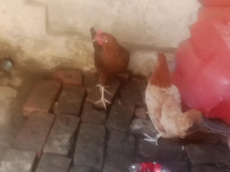 Desi Hen for eggs — photo 4