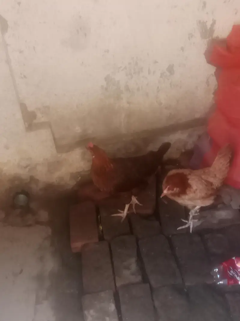 Desi Hen for eggs — photo 5