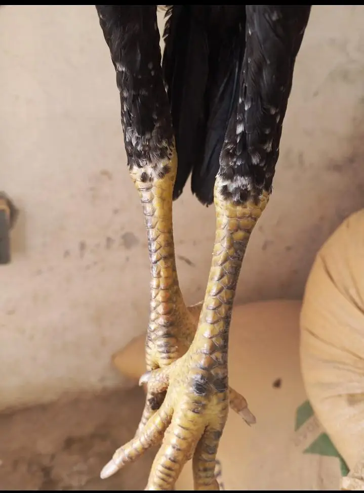 Aseel Lasani pair — photo 7