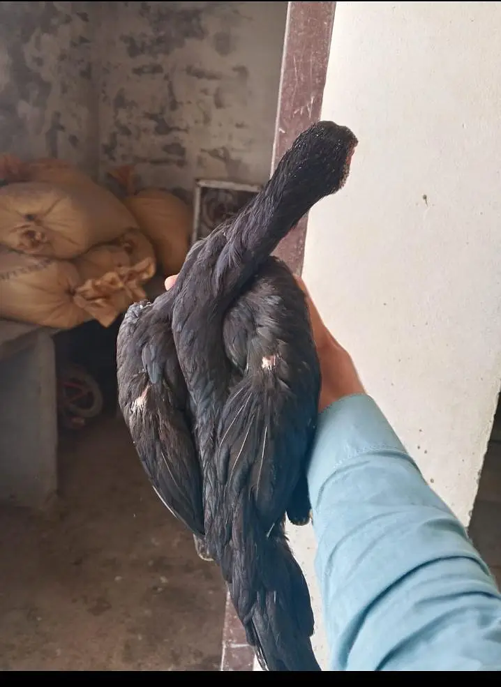 Aseel Lasani pair — photo 10