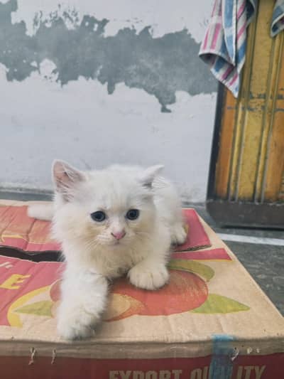 Persian kittens