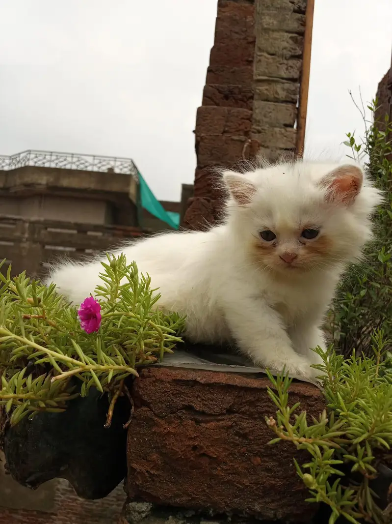 Persian kittens — photo 2