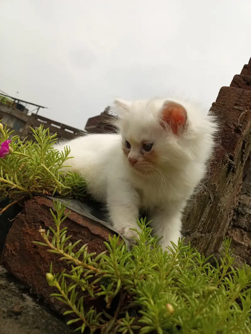 Persian kittens — photo 3
