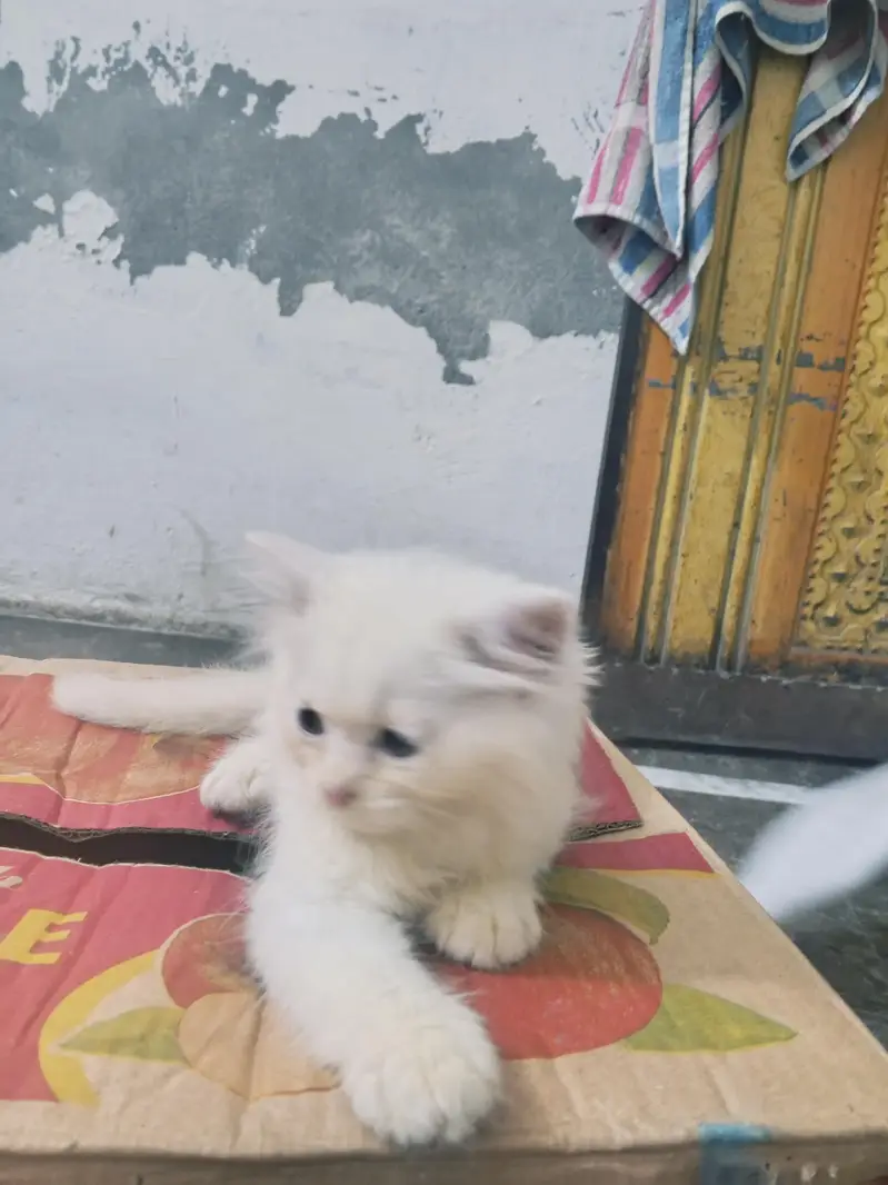 Persian kittens — photo 4