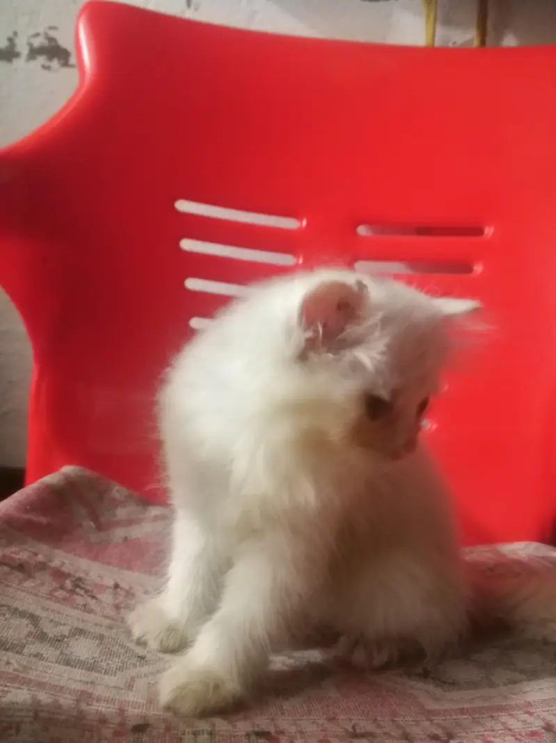 Persian kittens — photo 5